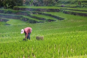 West Bali Jeep Tour: Rice Terraces, Temples & Waterfalls