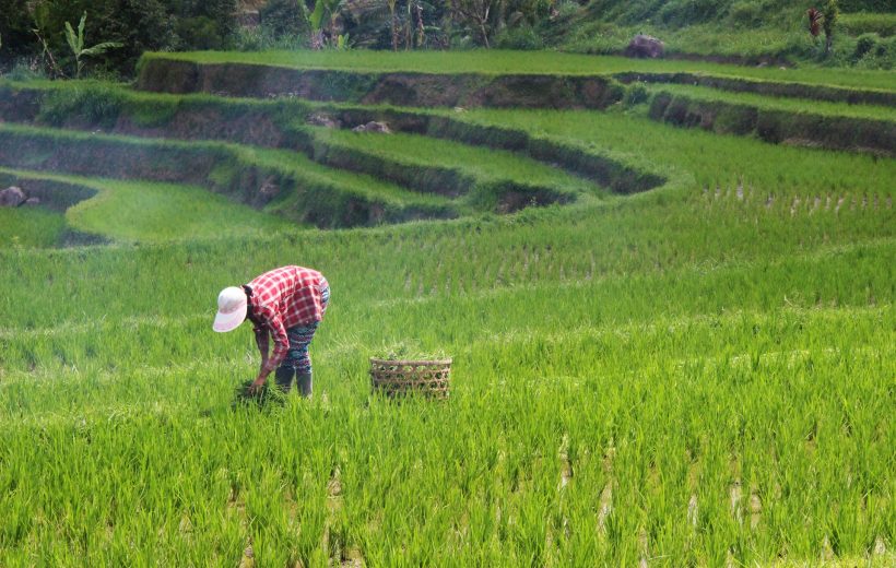 West Bali Jeep Tour: Rice Terraces, Temples & Waterfalls